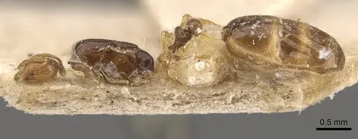 Solenopsis santschii specimen