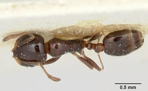 Solenopsis schilleri specimen