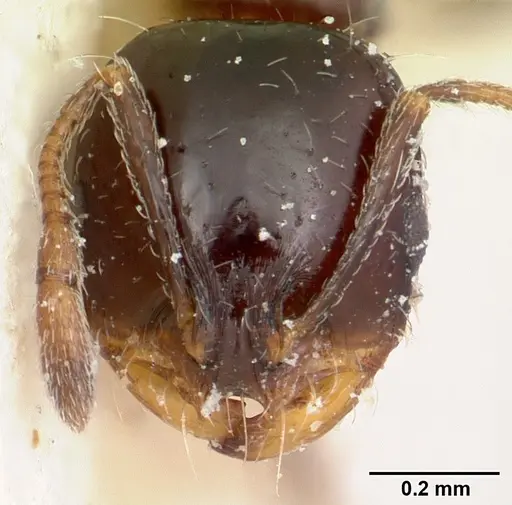 Solenopsis schilleri specimen