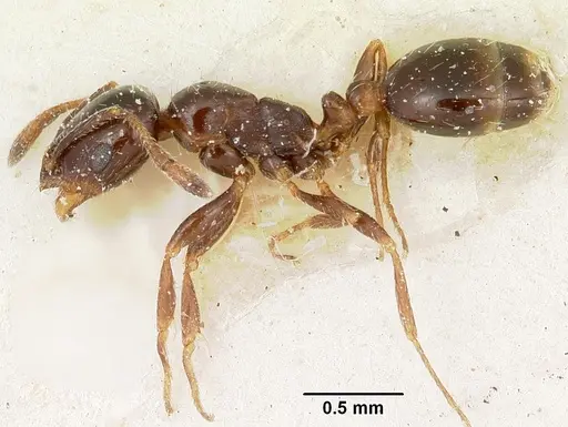 Solenopsis schilleri specimen