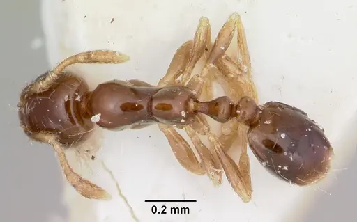 Solenopsis seychellensis specimen