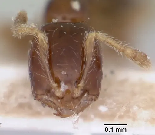 Solenopsis seychellensis specimen