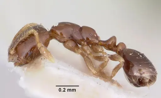 Solenopsis seychellensis specimen
