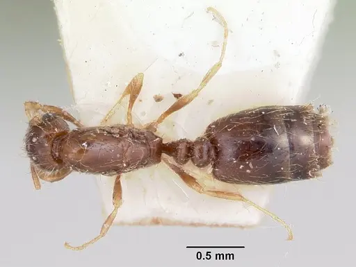 Solenopsis seychellensis - CASENT0101221