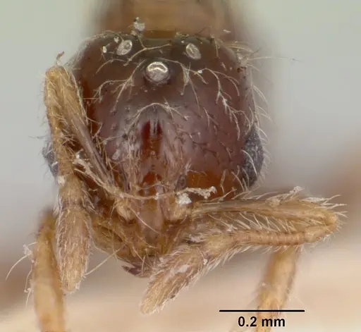 Solenopsis seychellensis - CASENT0101221