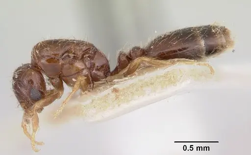 Solenopsis seychellensis - CASENT0101221