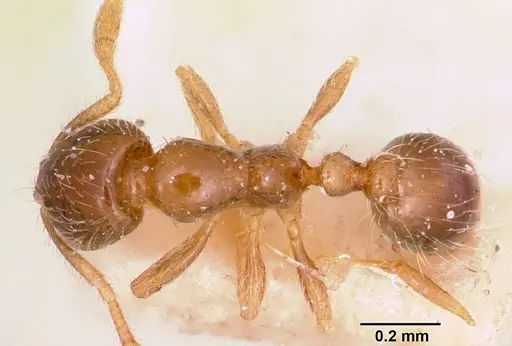 Solenopsis seychellensis - CASENT0101232