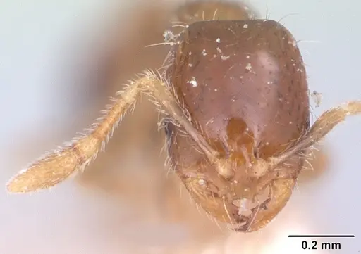 Solenopsis seychellensis - CASENT0101232