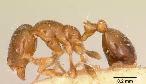 Solenopsis seychellensis - CASENT0101232
