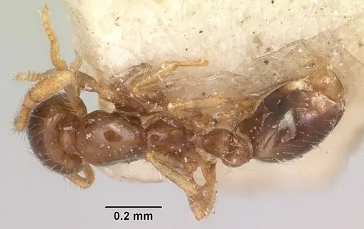 Solenopsis seychellensis - CASENT0101233