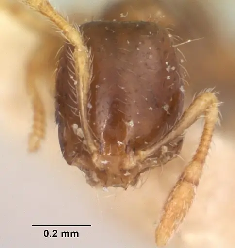 Solenopsis seychellensis - CASENT0101233