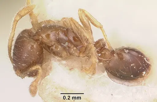 Solenopsis seychellensis - CASENT0101233