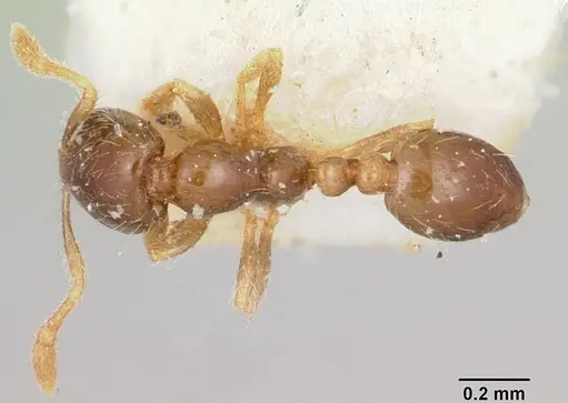 Solenopsis seychellensis - CASENT0101234