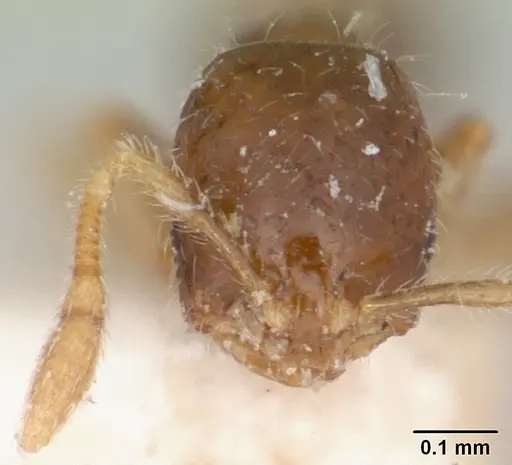 Solenopsis seychellensis - CASENT0101234