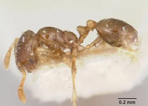 Solenopsis seychellensis - CASENT0101234