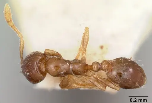 Solenopsis seychellensis - CASENT0101235