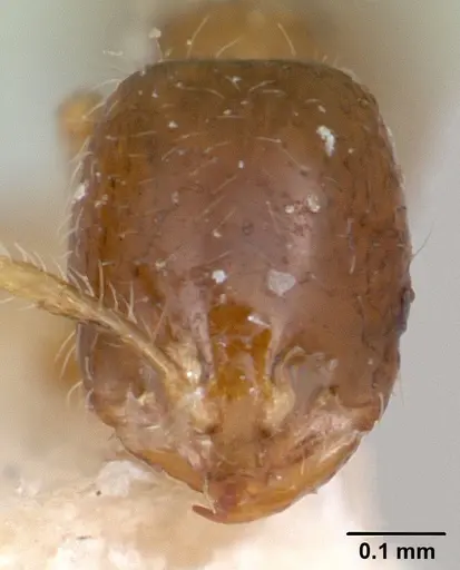 Solenopsis seychellensis - CASENT0101235