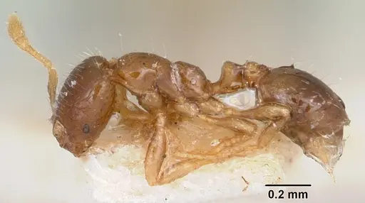 Solenopsis seychellensis - CASENT0101235