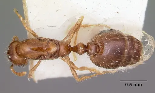 Solenopsis seychellensis - CASENT0101892