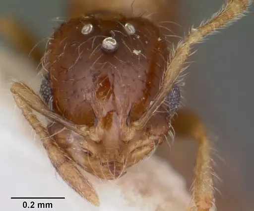 Solenopsis seychellensis - CASENT0101892