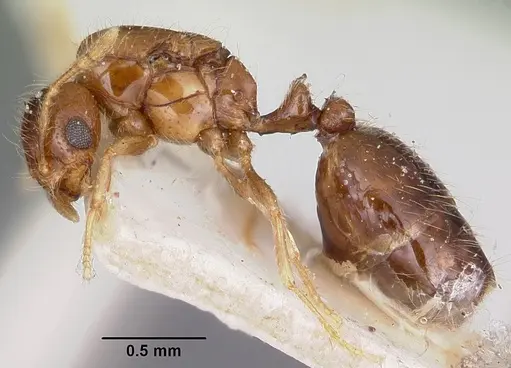 Solenopsis seychellensis - CASENT0101892