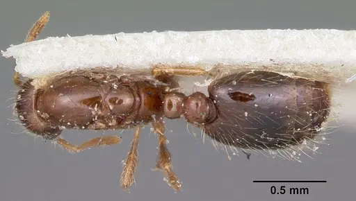 Solenopsis seychellensis - CASENT0101959