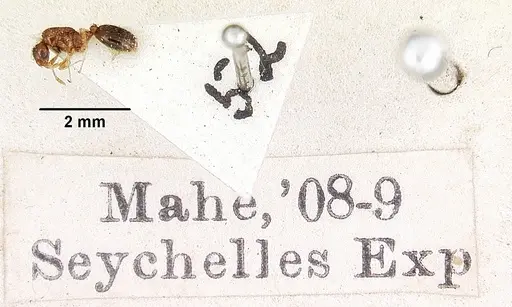 Solenopsis seychellensis - CASENT0101959