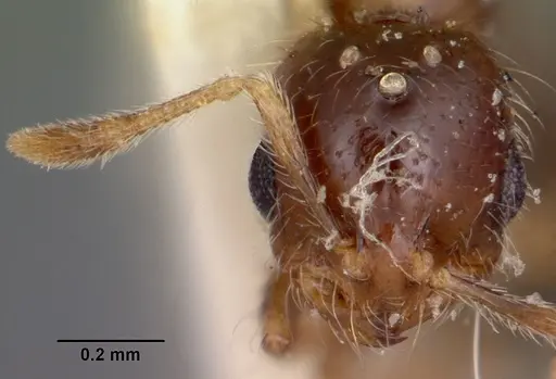 Solenopsis seychellensis - CASENT0101959