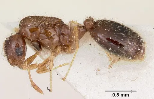 Solenopsis seychellensis - CASENT0101959