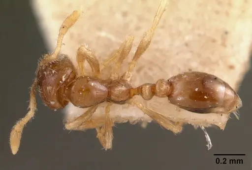 Solenopsis seychellensis - CASENT0102062
