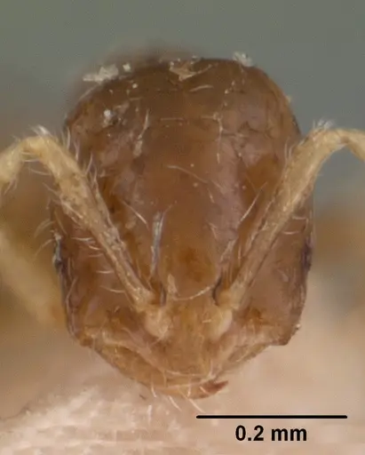 Solenopsis seychellensis - CASENT0102062