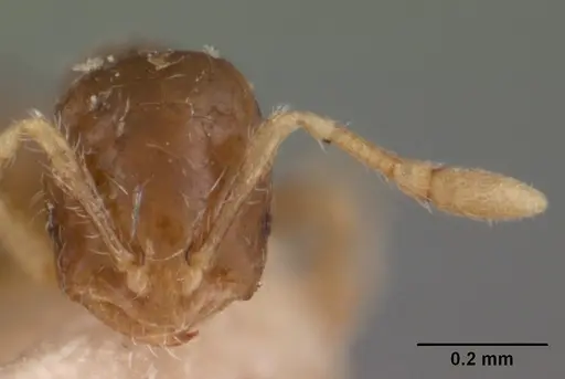 Solenopsis seychellensis - CASENT0102062