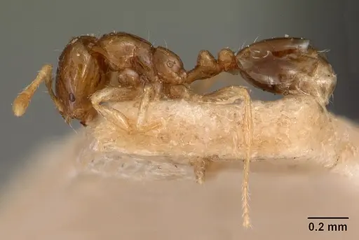 Solenopsis seychellensis - CASENT0102062