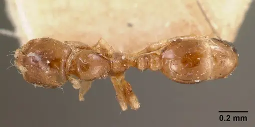 Solenopsis seychellensis - CASENT0102063