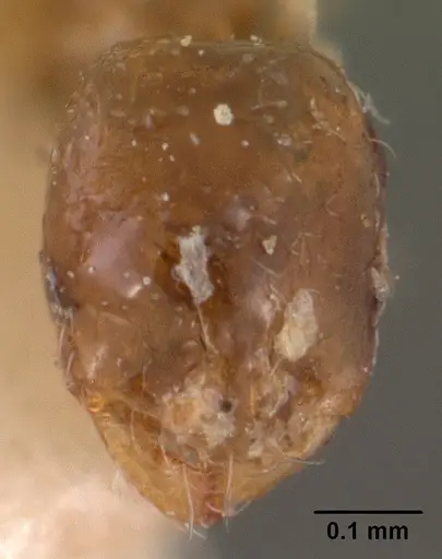 Solenopsis seychellensis - CASENT0102063