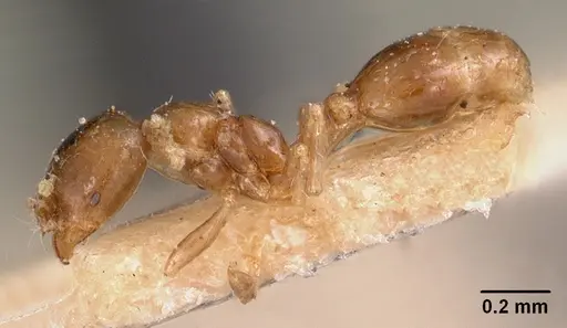 Solenopsis seychellensis - CASENT0102063