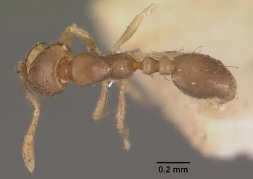 Solenopsis seychellensis - CASENT0102282