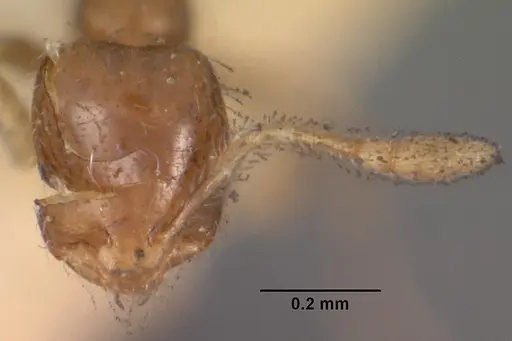 Solenopsis seychellensis - CASENT0102282