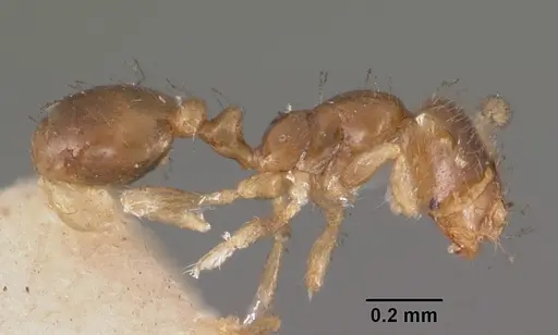 Solenopsis seychellensis - CASENT0102282