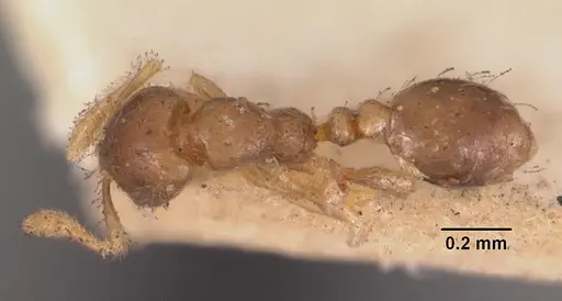 Solenopsis seychellensis - CASENT0102283