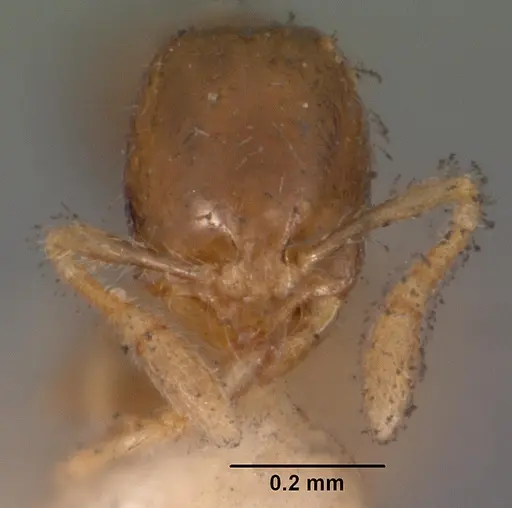 Solenopsis seychellensis - CASENT0102283