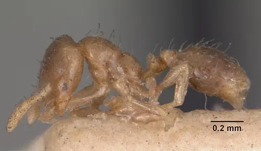 Solenopsis seychellensis - CASENT0102283