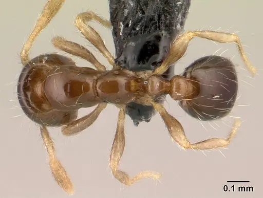 Solenopsis seychellensis - CASENT0188899