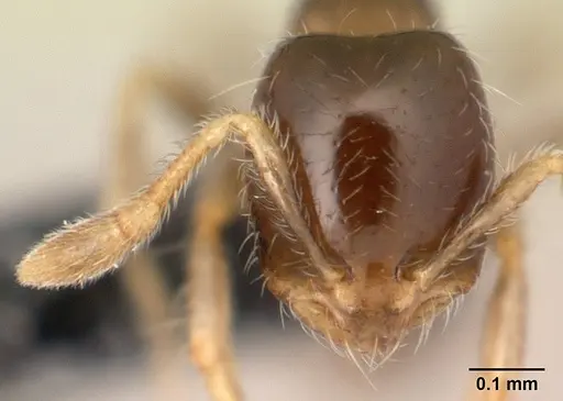 Solenopsis seychellensis - CASENT0188899