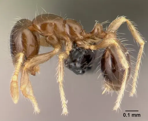 Solenopsis seychellensis - CASENT0188899