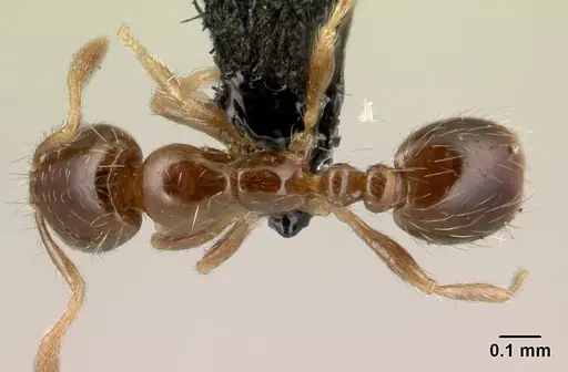 Solenopsis seychellensis - CASENT0217133