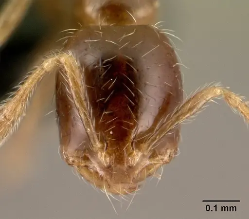 Solenopsis seychellensis - CASENT0217133