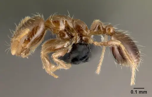 Solenopsis seychellensis - CASENT0217133