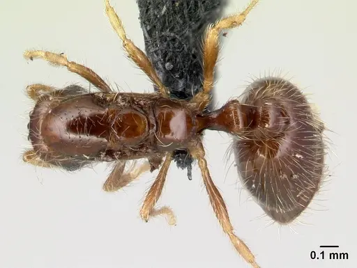 Solenopsis seychellensis - CASENT0218570