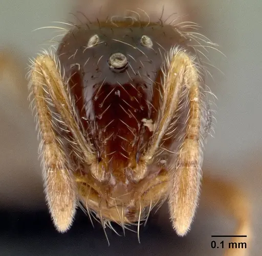 Solenopsis seychellensis - CASENT0218570